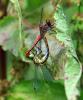 Sympetrum sanguineum